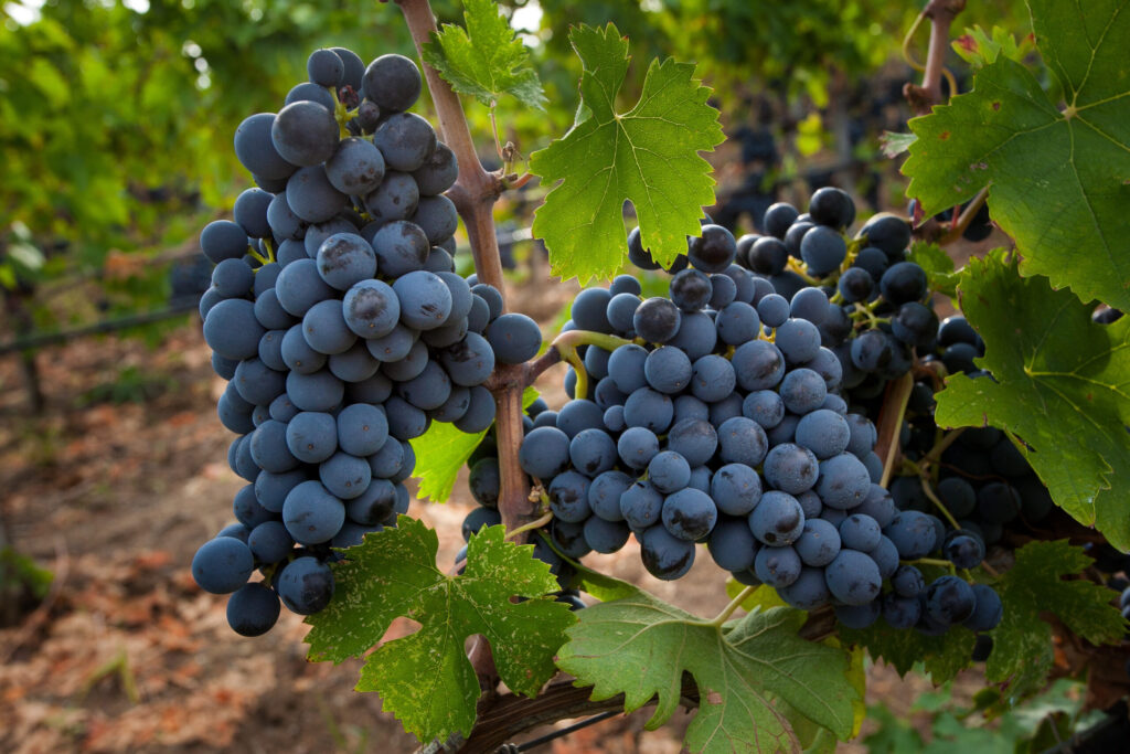 Bolgheri, Tuscany, Italy - Processing of the vineyards