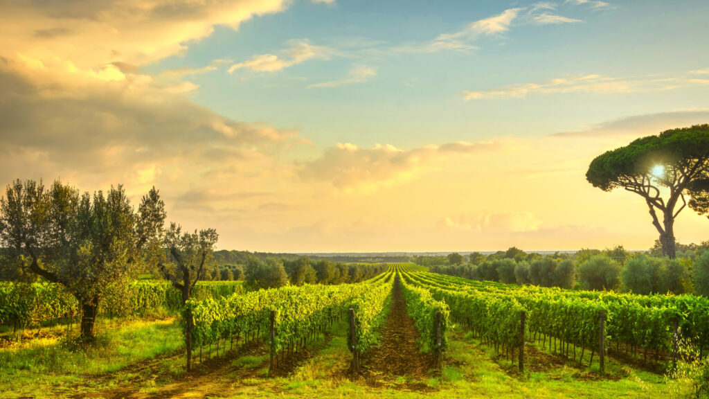Bolgheri vineyard at sunset. Maremma, Tuscany, Italy