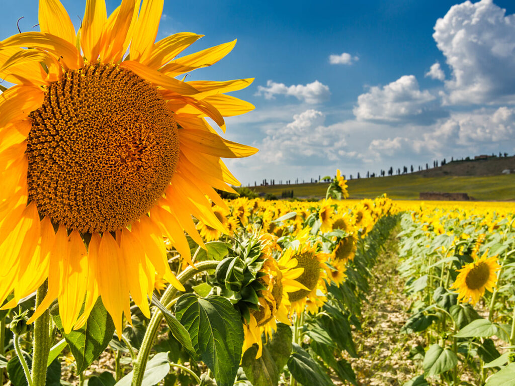 ITS__0002_Sunflower tuscany, val d'orcia