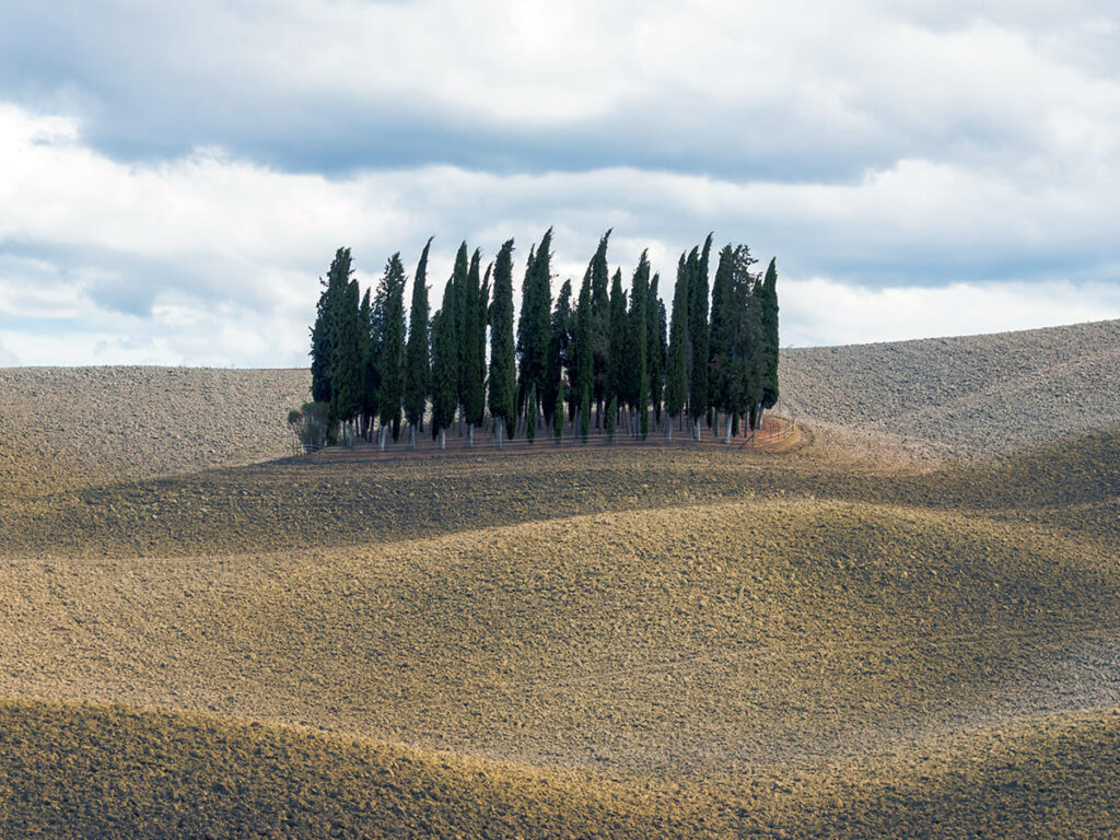 ITS__0009_Boschetto di cipressi in Montalcino crete senesi