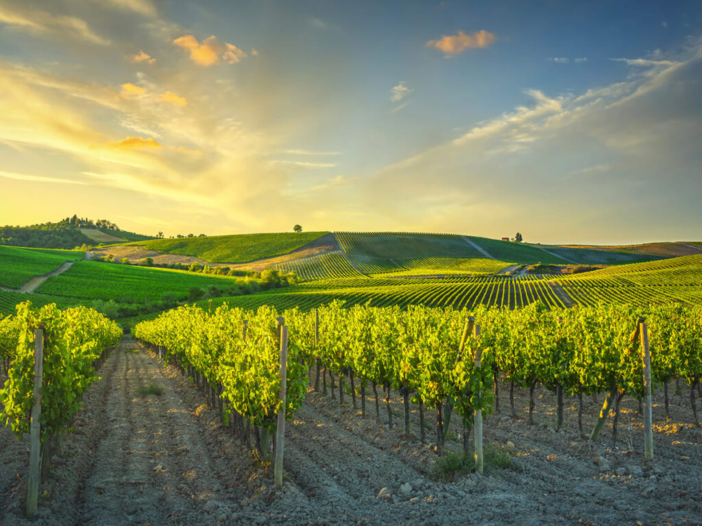 ITS__0000_Vineyard at sunset. Castellina in Chianti, Tuscany