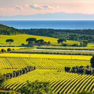 Bolgheri Wine region, a limited territory more unique than rare! (12 hours)