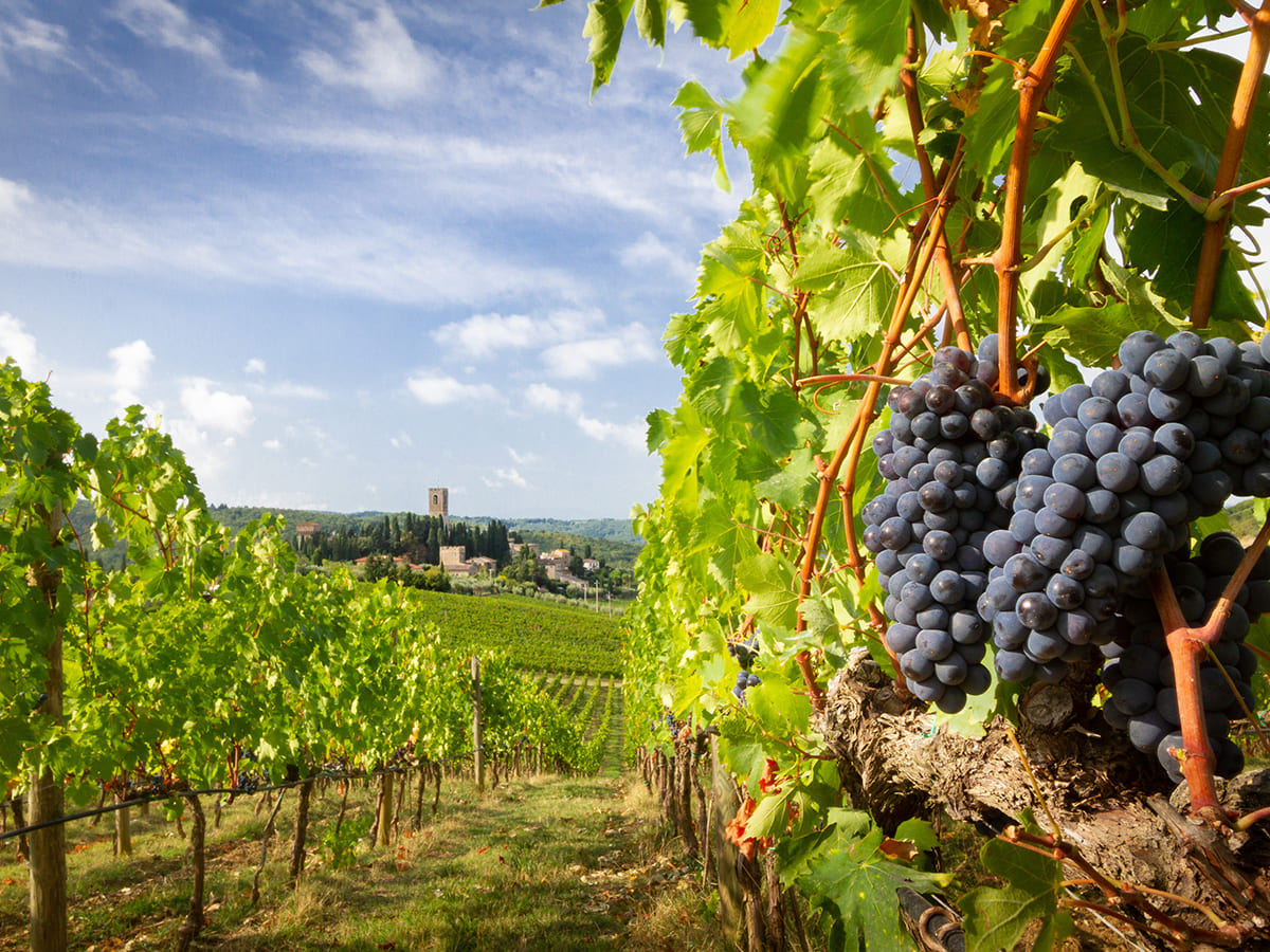 ITS__0005_Harvest in Chianti vineyard landscape with red wine grapes and characteristic abbey of Paggignano in the backg
