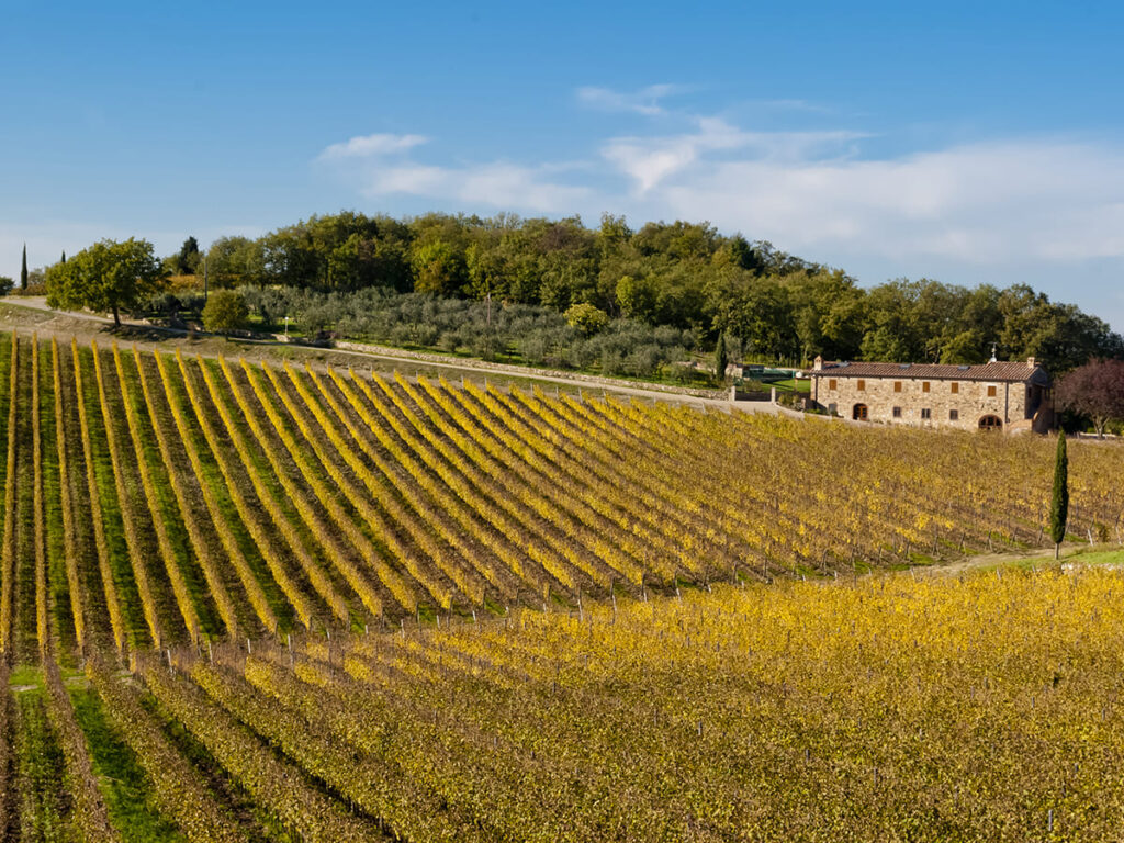 ITS__0007_Chianti wine region vineyards