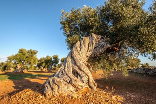 Otnui Olivo — Southern Italy tour by Italy Travel Specialist