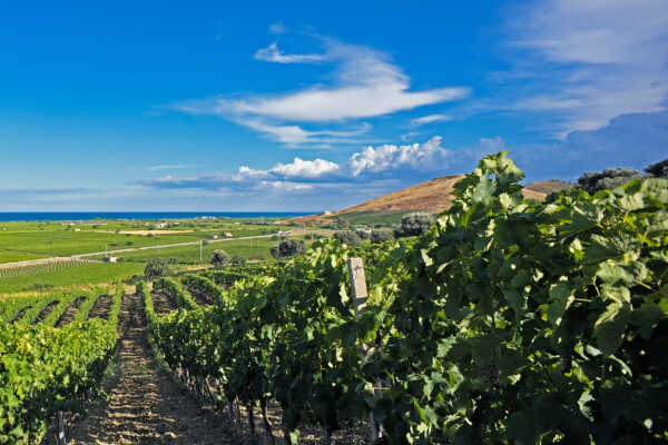 its-authentic-southern-italy-21-vigneti-ciro_calabria