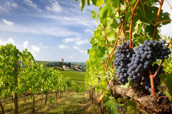 Harvest In Chianti Vineyard Landscape With Red Wine Grapes — Culinary tour of Italy by Italy Travel Specialist
