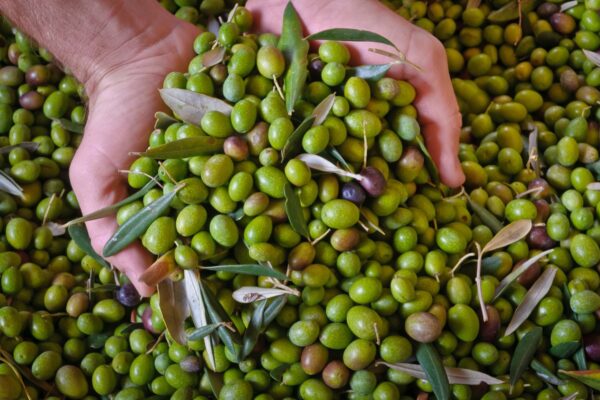Olive — Culinary tour of Italy by Italy Travel Specialist