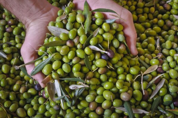Olives In Tusvcany — Central Italy journey by Italy Travel Specialist