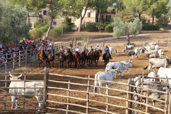 its-italy-in-a-glass-49-maremma-butteri-cowboy-show
