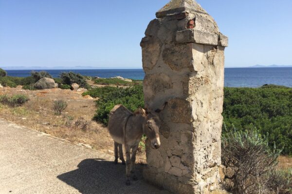 Img — Langhe and Sardinia tour by Italy Travel Specialist