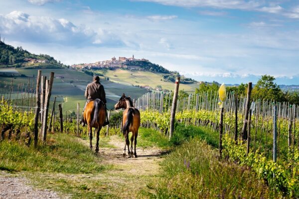 Man On A Horse Rides Among Beatiful Barolo Vineyards With — Langhe and Sardinia tour by Italy Travel Specialist