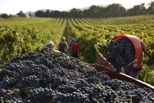 Vendemmia — Langhe and Sardinia tour by Italy Travel Specialist