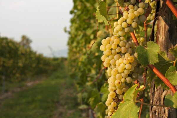 Grapes In Franciacorta — Northern Italy luxury tour by Italy Travel Specialist