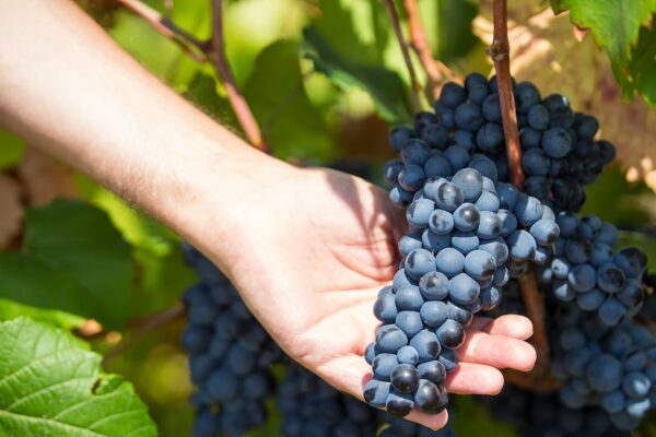 Grape Apulia — Amalfi Coast luxury tour by Italy Travel Specialist