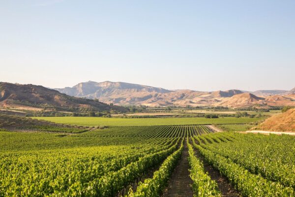 its-southern-italy-lifestyle-20-vigneti-ciro