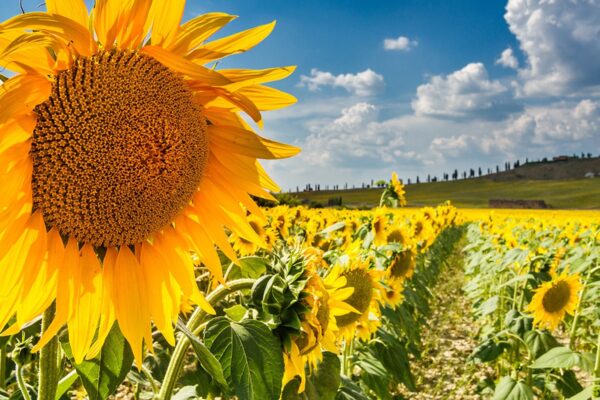 Its 0002 Sunflower Tuscany Val D Orcia — Tuscany grand journey by Italy Travel Specialist