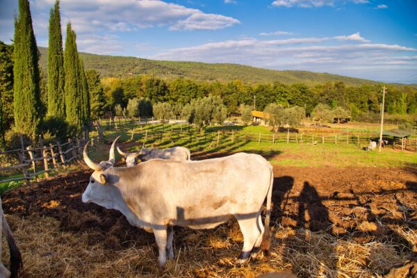 Maremma Breed Cow In Sassetta Tuscany — Tuscany grand journey by Italy Travel Specialist