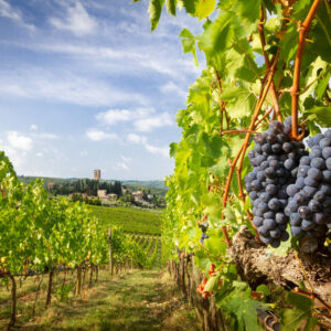 Chianti Classico wineries & Greve in Chianti (8 hours)