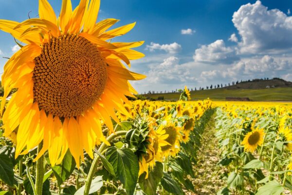 Sunflower Tuscany Val D Orcia — Best of Italy tour by Italy Travel Specialist